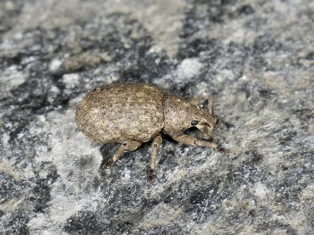 Curculionidae: Romualdius angustisetulus